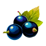 Černý rybíz